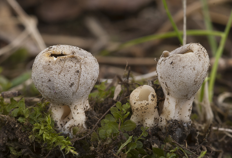 Helvella leucomelaena